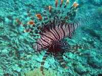 image of lionfish