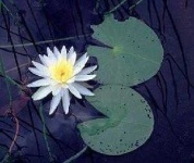 image of water_lilly