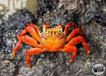 image of crab