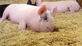 image of hog