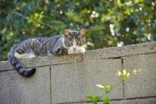 image of feral_cats