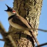 image of bird