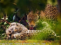 image of jaguar_car