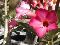 image of flower