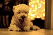 image of animal