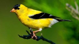 image of finch