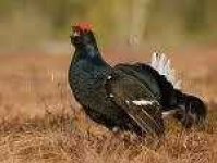image of black_grouse