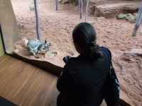 image of wallaby