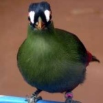 image of bird