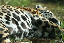 image of jaguar_car