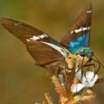 image of animal