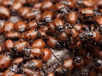 image of ladybugs #43