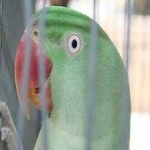 image of alexandrine_parakeet #12