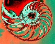 image of nautilus