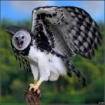 image of bird