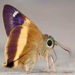 image of animal