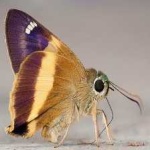 image of banded_butterfly #172