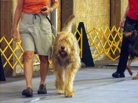 image of otterhound