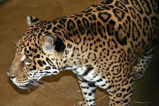 image of jaguar_car