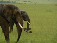 image of tusker #21