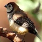 image of bird