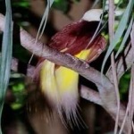 image of bird