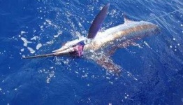 image of gar