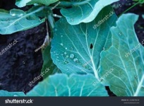 image of damage_to_cabbage_leaves