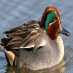 image of teal_duck #0