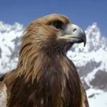 image of bird