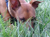 image of miniature_pinscher