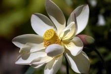 image of flower