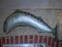 image of barracouta