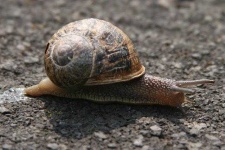 image of animal
