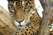 image of jaguar_car