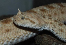 image of horned_viper