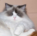 image of ragdoll #2