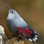 image of bird