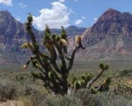 image of joshua_tree