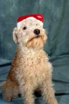 image of lakeland_terrier