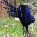 image of bird
