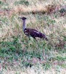 image of bustard #6