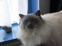 image of birman #2