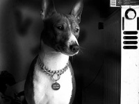 image of basenji