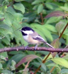 image of chickadee
