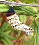 image of animal