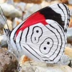 image of animal