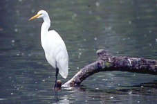 image of american_egret