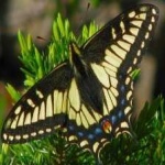 image of animal