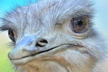 image of animal